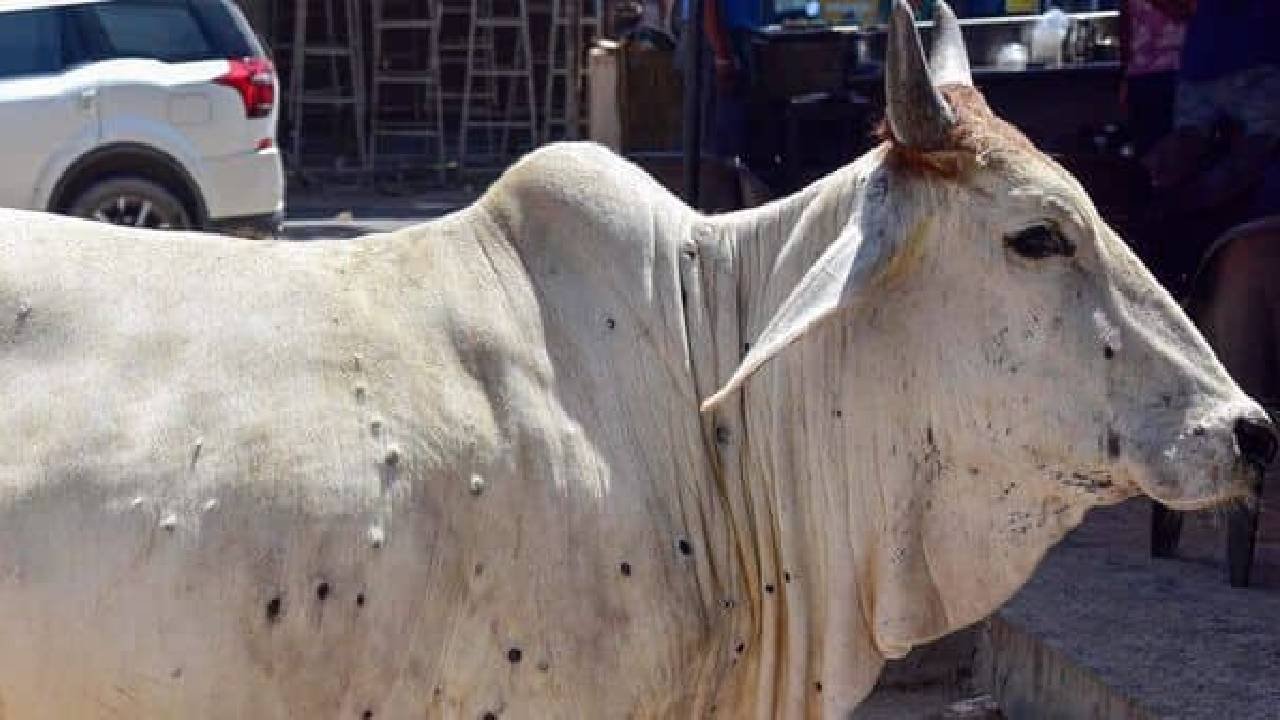 Lumpy Skin Disease, Mumbai, Mumbai Police, Cows