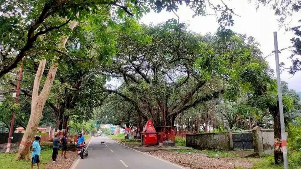 kerala, roadside trees, kerala hc, kerala high court,
